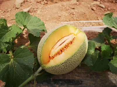新洲蜜25号哈密瓜